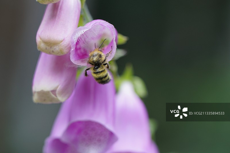 蜜蜂在粉色花朵上授粉的特写，美国华盛顿州西雅图图片素材