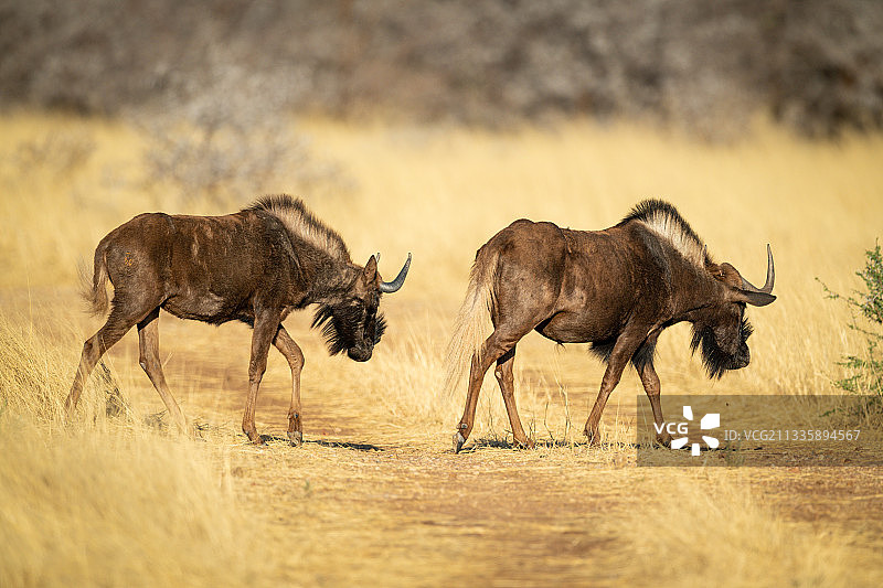 两只黑色角马一起穿过草地，位于纳米比亚奥塔维，奥乔宗朱帕图片素材