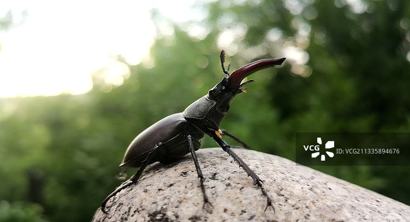 岩石上的昆虫特写图片素材