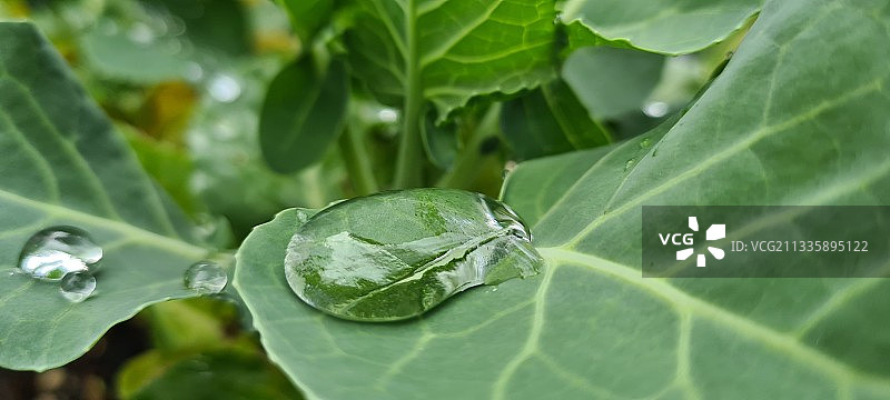 雨滴落在树叶上的特写图片素材