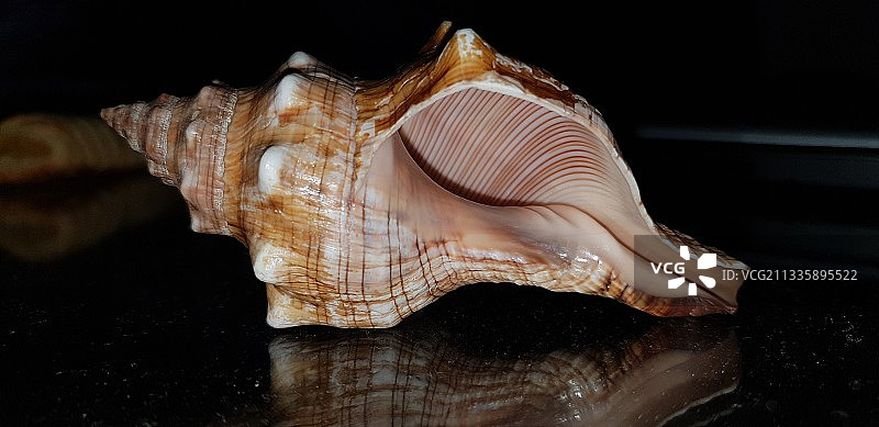 黑色背景上的贝壳特写图片素材