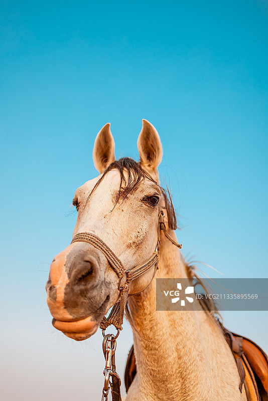 低角度仰视纯种马，利雅得，沙特阿拉伯图片素材