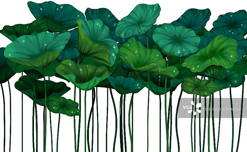 带露珠的荷叶图片素材