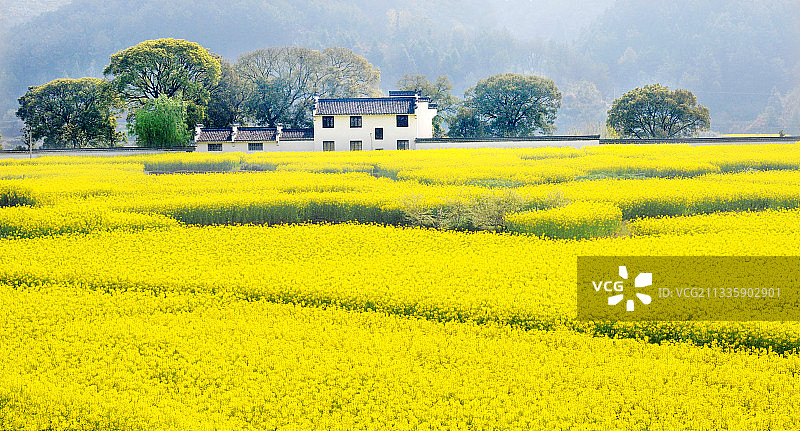 徽南油菜花海中的徽派民居图片素材
