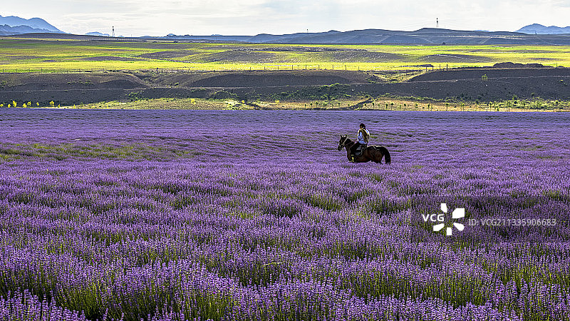 放马花海.伊宁图片素材
