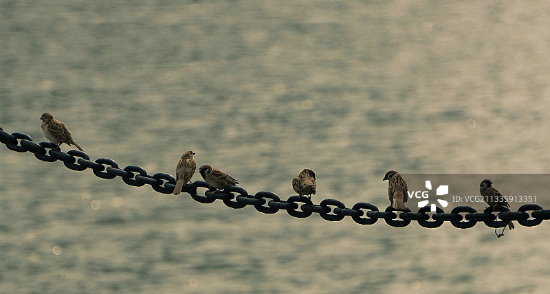 两只小麻雀在窃窃私语图片素材