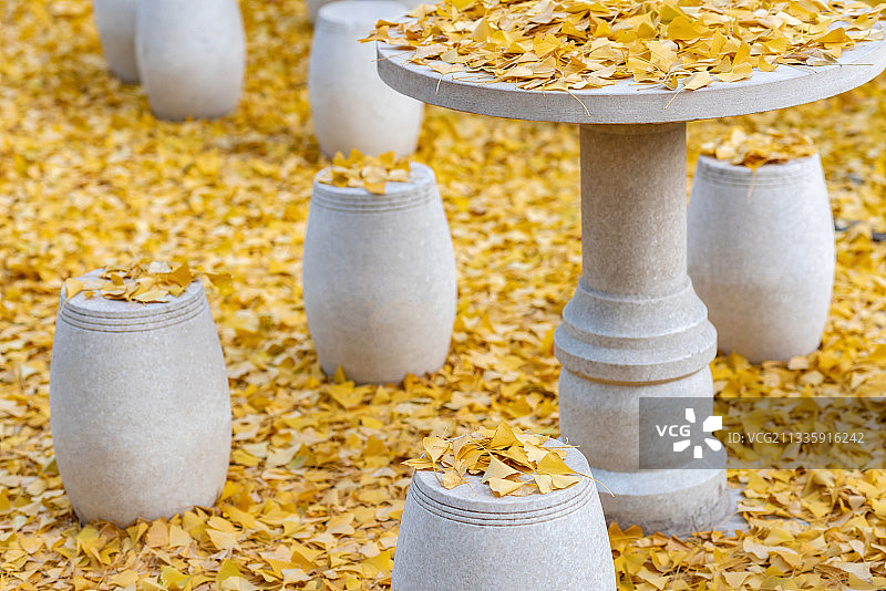 北京郭沫若故居的银杏树下图片素材