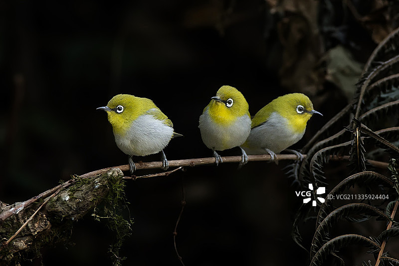 三只绣眼挺玩皮图片素材