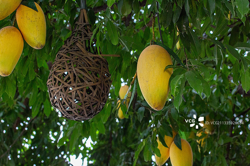 生长中的水果，芒果图片素材