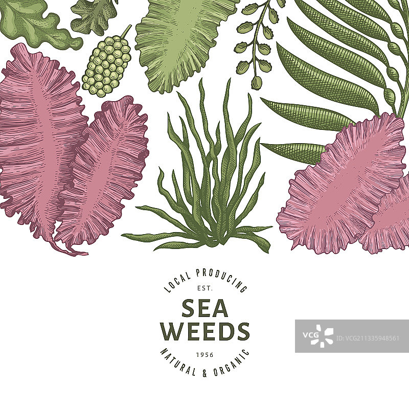 手绘海藻颜色设计模板图片素材