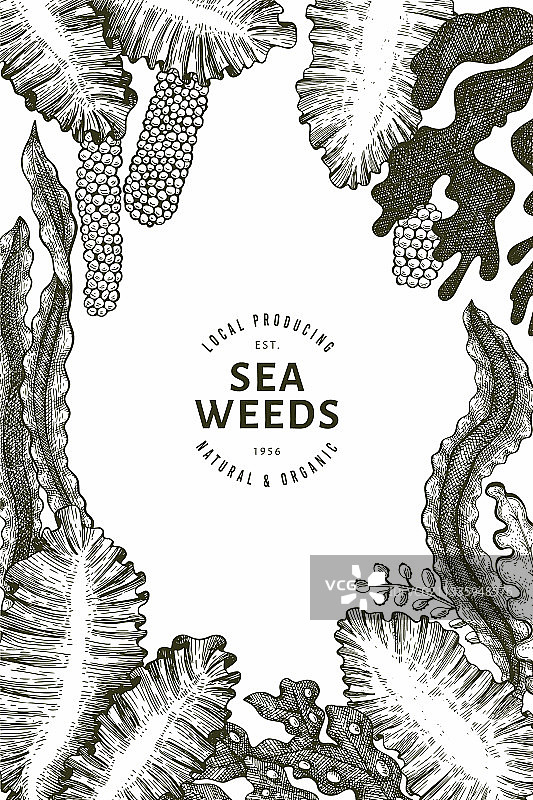 手绘海藻设计模板图片素材