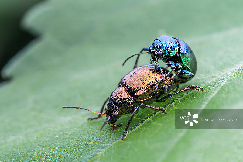 异色也有爱------肖叶甲图片素材