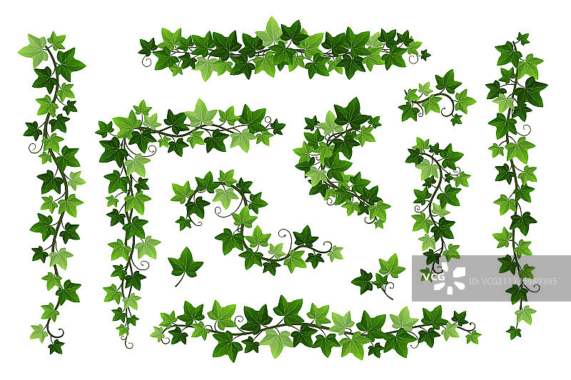 白色背景上分离的绿色常春藤攀援植物枝条图片素材