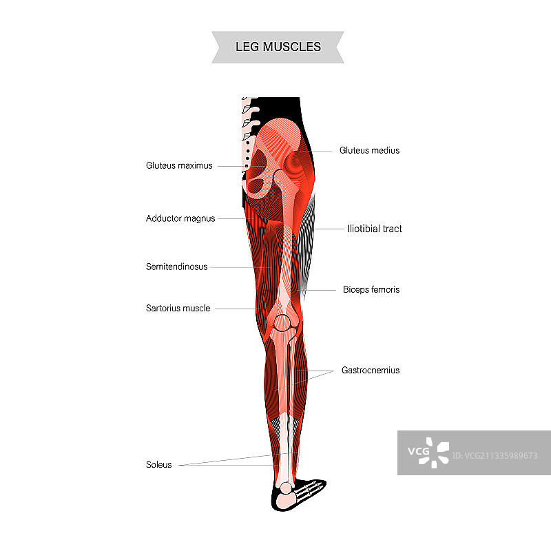 腿部肌肉系统图片素材