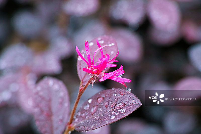 红花檵木图片素材