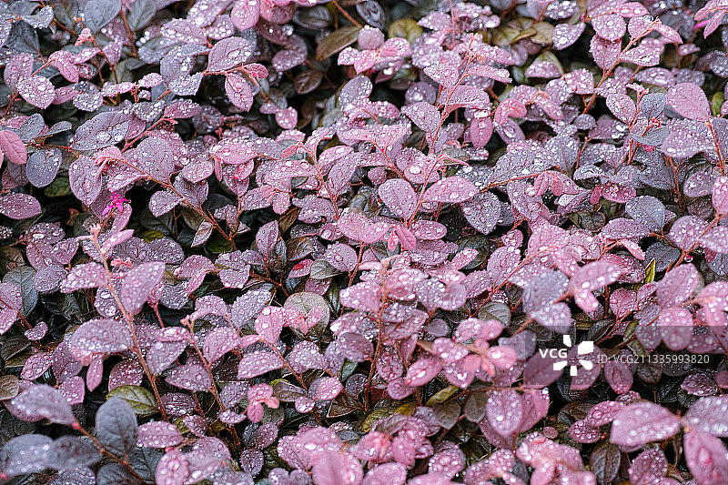 红花檵木图片素材