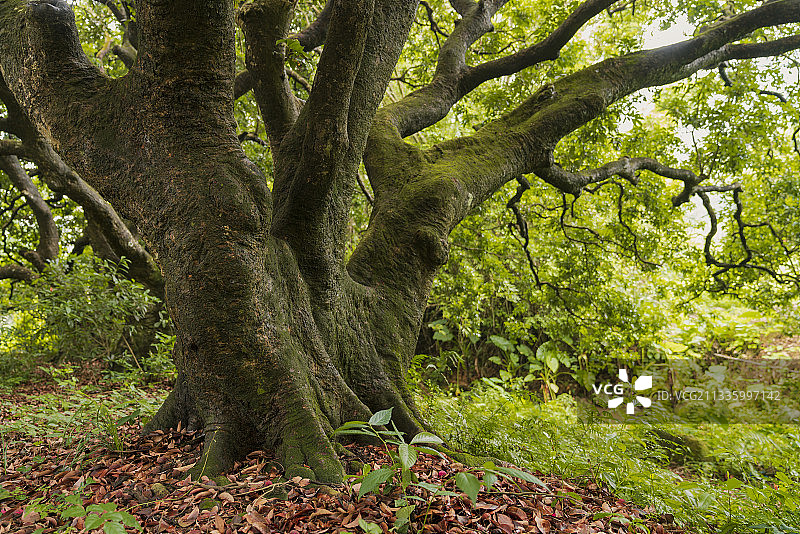 树干上长了青苔的老荔枝树图片素材