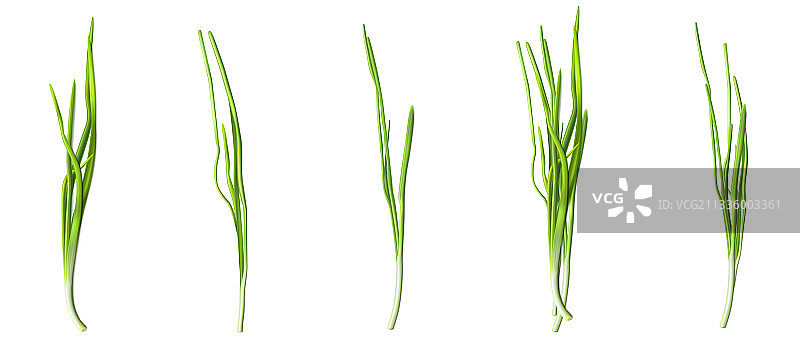 绿色韭菜或葱叶图片素材