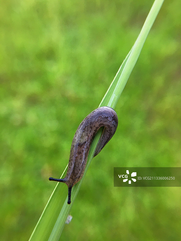 鼻涕虫图片素材