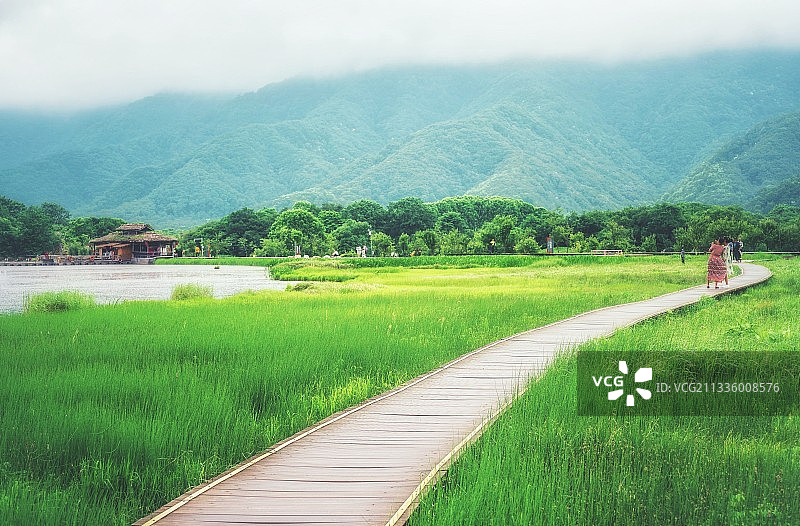 湿地之夏图片素材