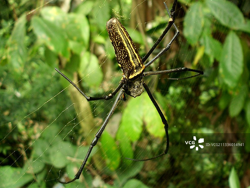 蜘蛛网上的蜘蛛特写图片素材