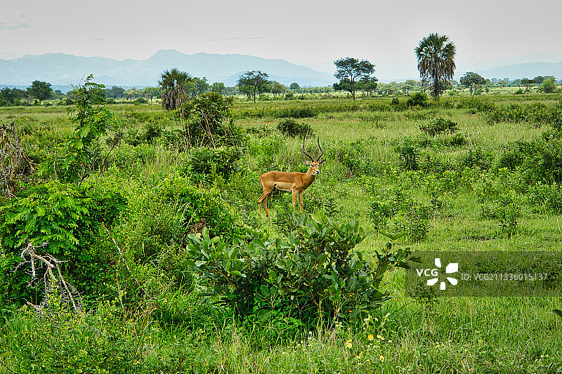 坦桑尼亚米库米原野风光图片素材