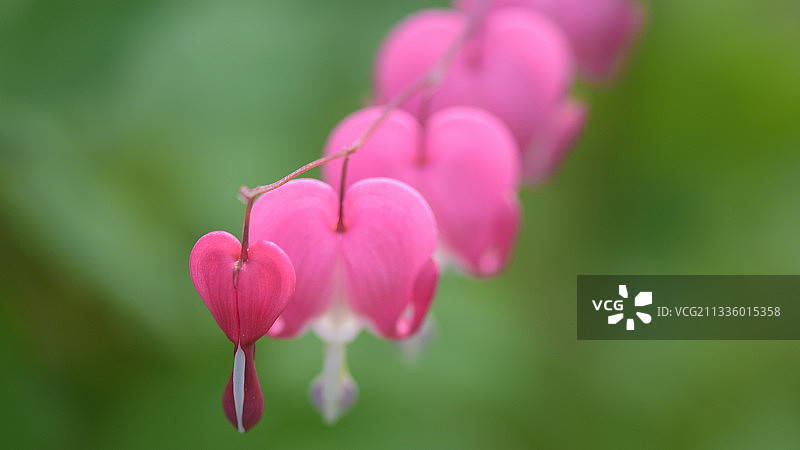 特写的粉红色开花植物图片素材