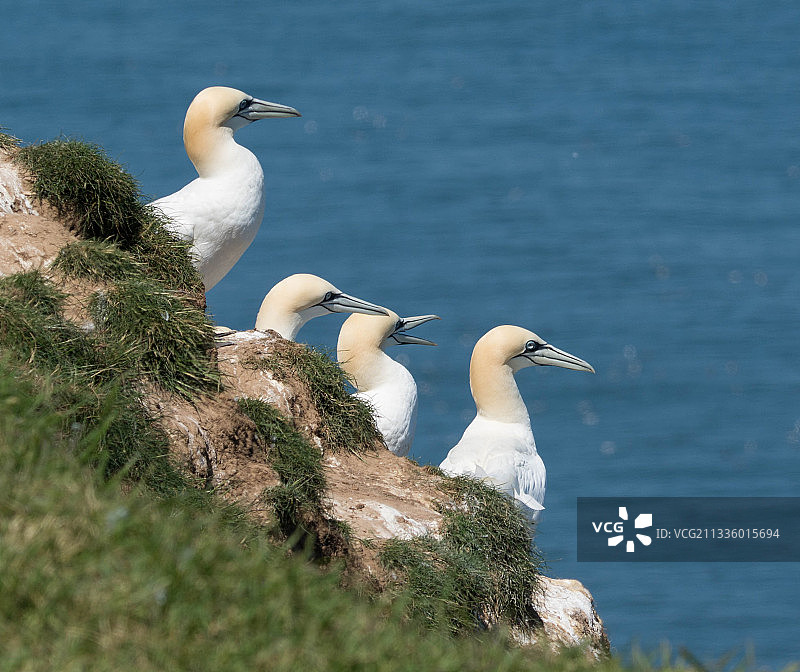 英国本普顿悬崖海边栖息的鸟类特写图片素材