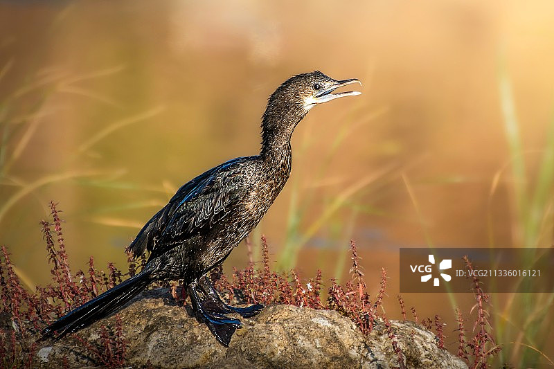 栖息在岩石上的鸬鹚特写图片素材