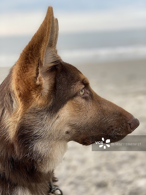 海滩上纯种狗的特写图片素材