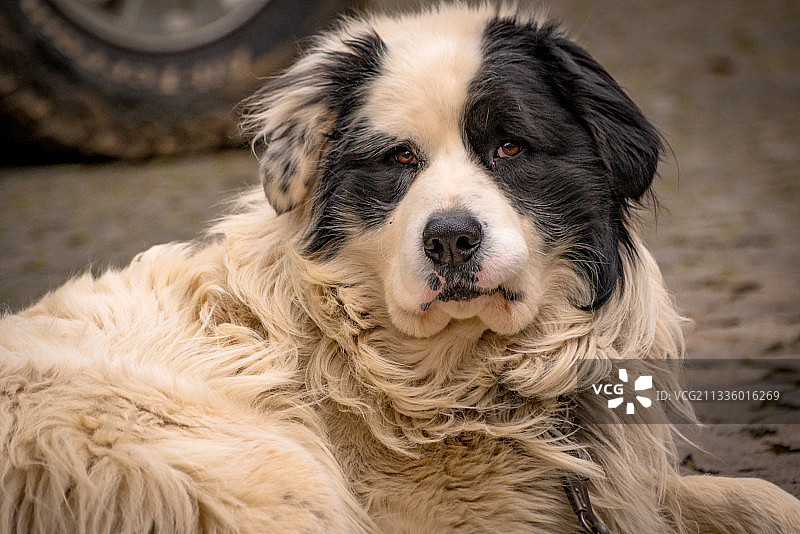 柯利牧羊犬的特写肖像图片素材