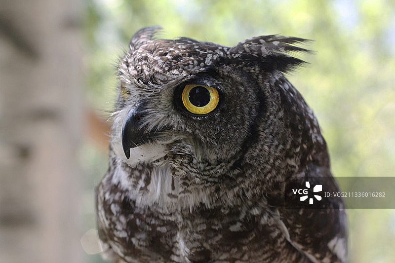 雕鸮特写，意大利库内奥图片素材