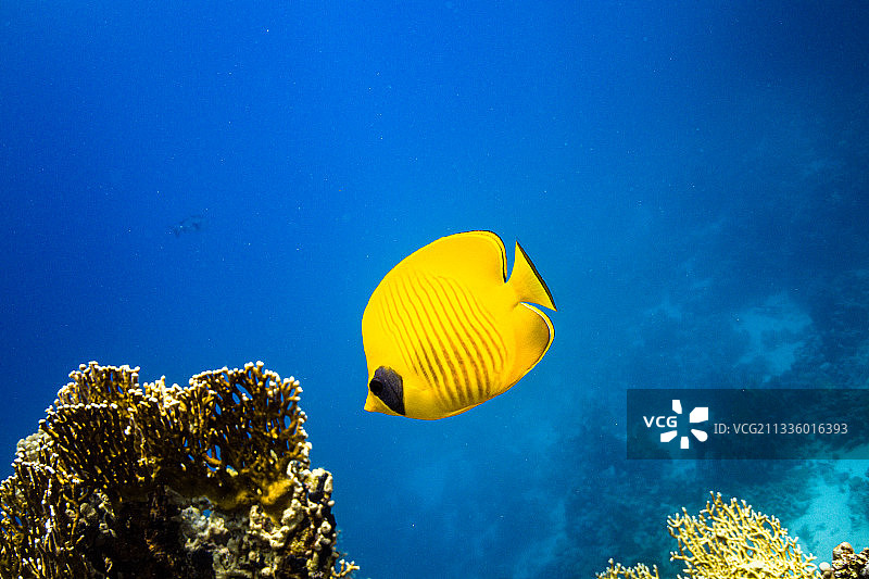 海中戴面具的蝴蝶热带鱼的低角度视图图片素材