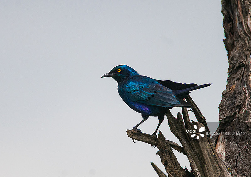 肯尼亚基安布，纳库鲁湖国家公园，仰视栖息在树上的椋鸟图片素材