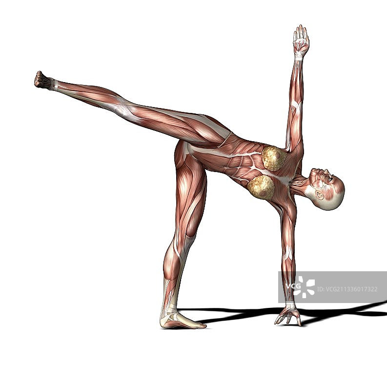 女性肌肉艺术作品图片素材