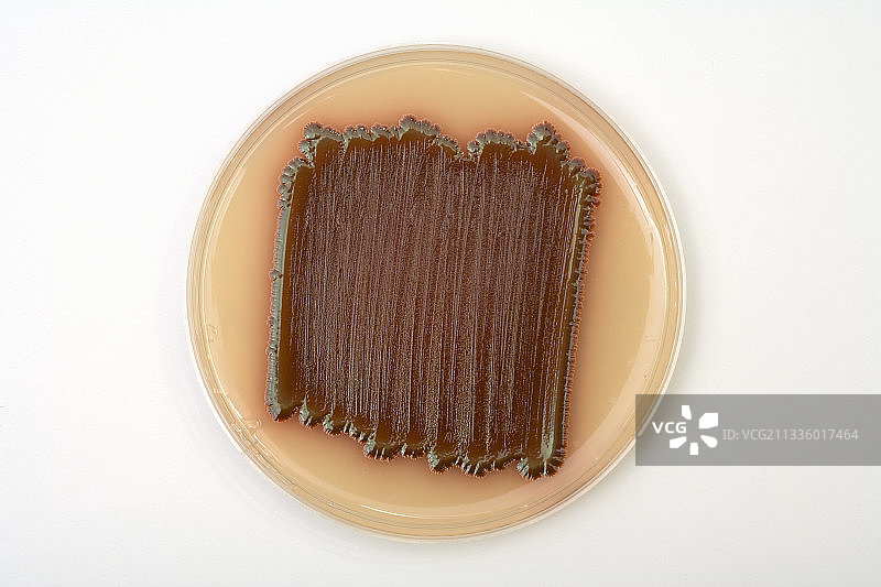 粘质沙雷氏菌培养图片素材