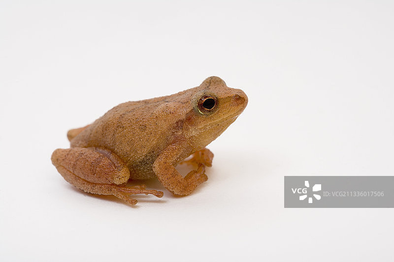春季雨蛙图片素材