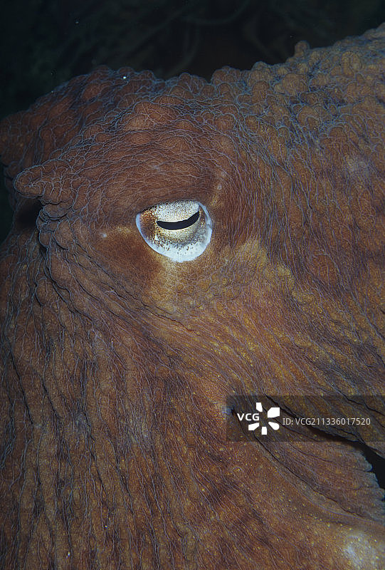 巨型太平洋章鱼的眼睛图片素材