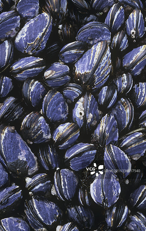 加州贻贝图片素材