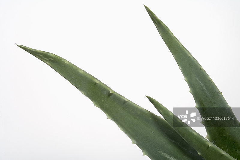 芦荟植物特写图片素材