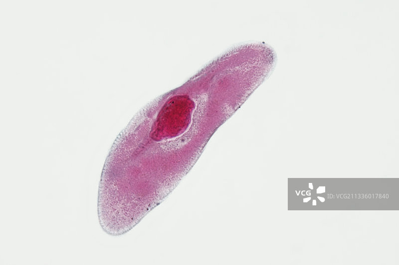 尾草履虫纤毛原生动物图片素材