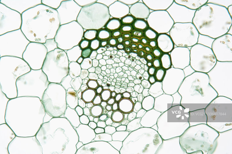 植物维管束横截面图片素材