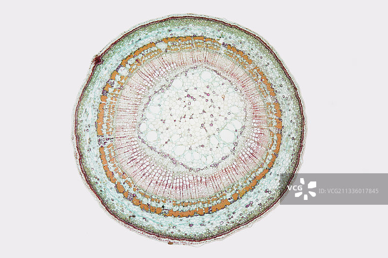 一年生椴树茎的横截面图片素材