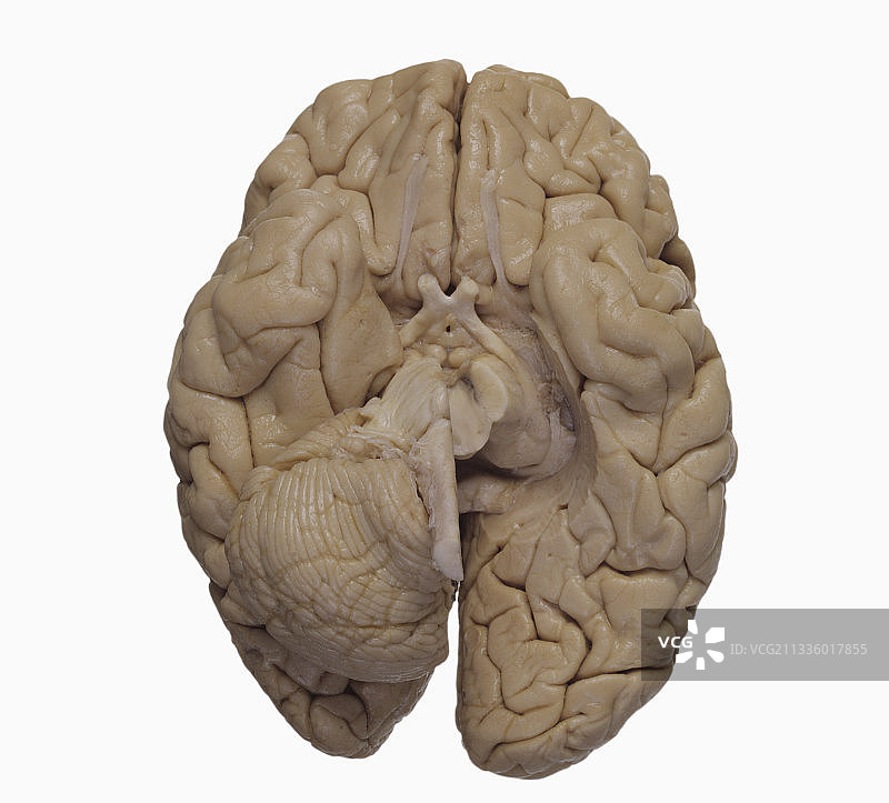 人脑底部图片素材
