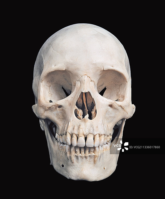 男性人类头骨图片素材