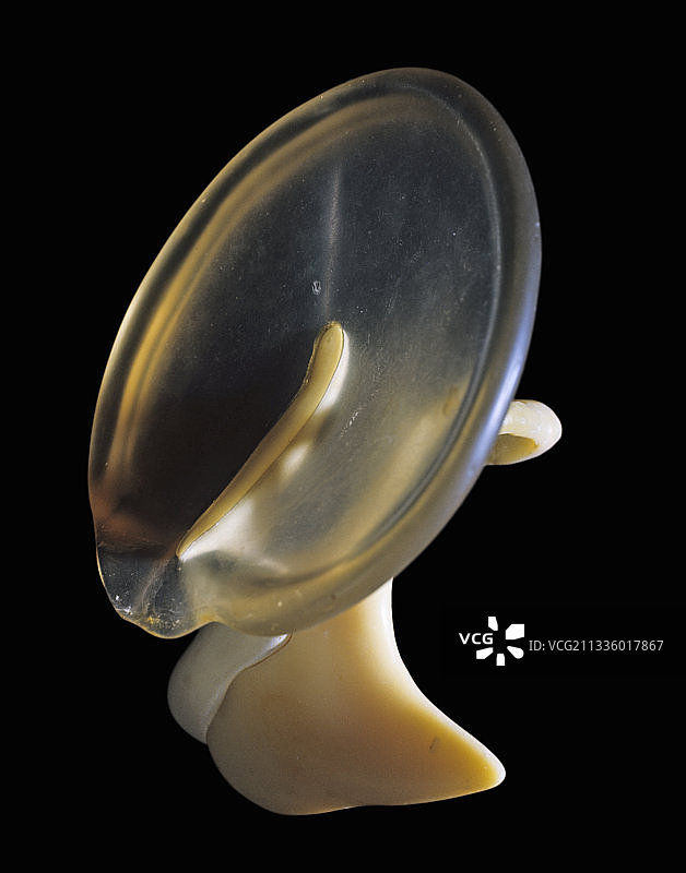 鼓膜和听骨模型图片素材