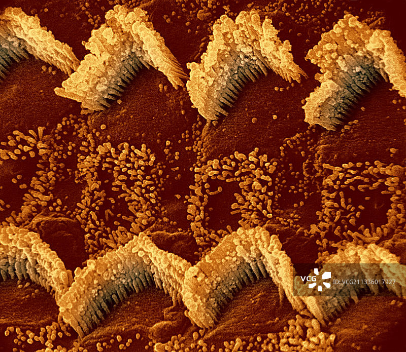 哺乳动物耳蜗中的毛细胞图片素材