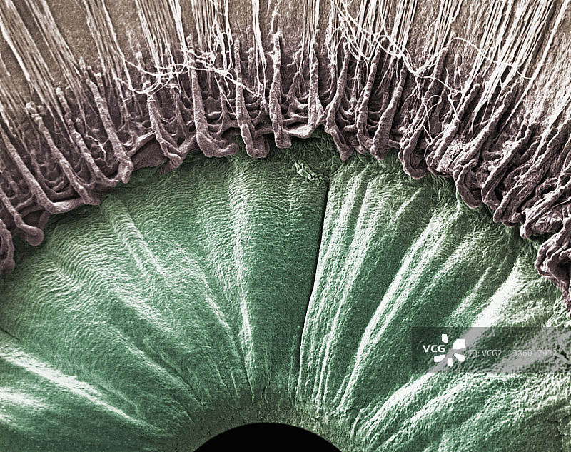 人眼内部结构图图片素材