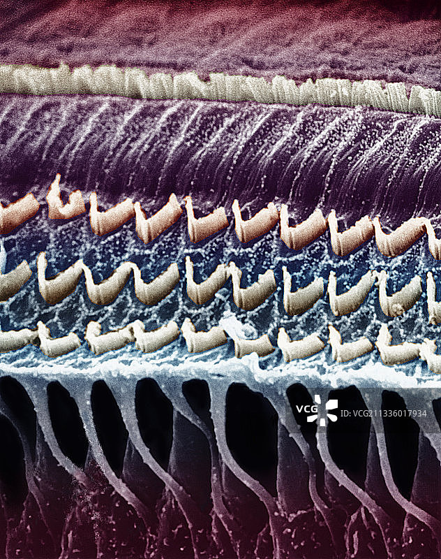 哺乳动物耳蜗中的毛细胞图片素材