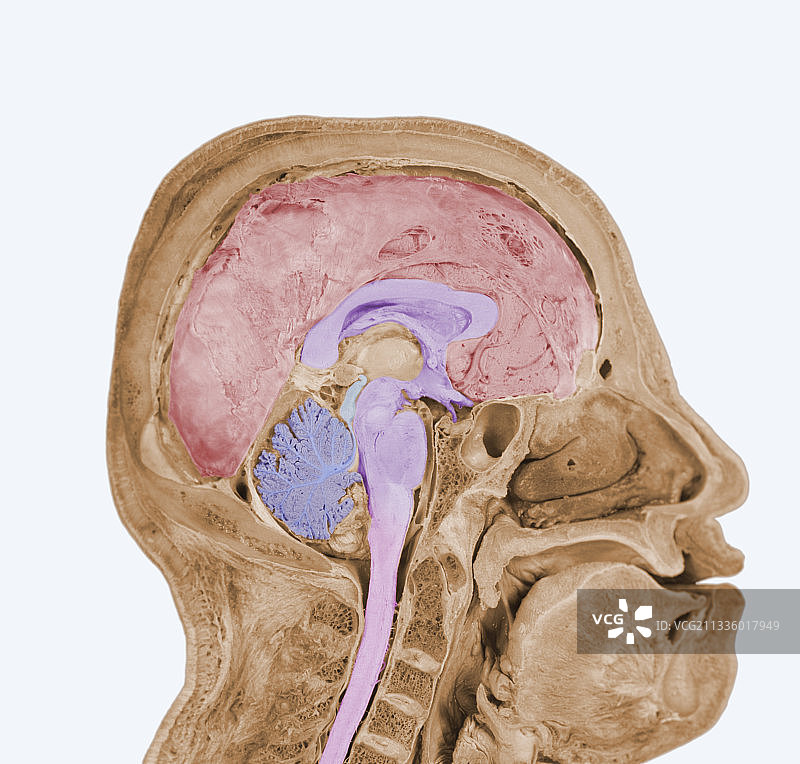 矢状切面中的头部和大脑图片素材